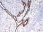 Anti-NSF Picoband Antibody
